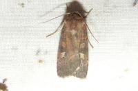 Xestia xanthographa