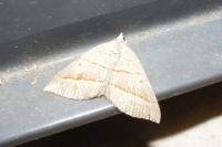 Scotopteryx luridata/mucronata