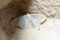 Idaea subsericeata