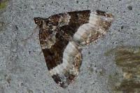 Euphyia unangulata
