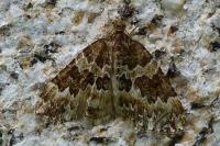 Electrophaes corylata