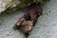 Euplexia lucipara