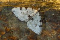 Colostygia pectinataria