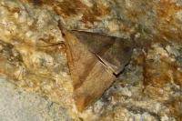 Hypena proboscidalis