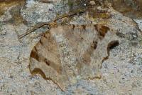 Macaria alternata