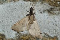 Odontopera bidentata