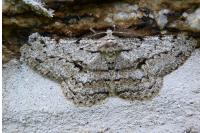 Hypomecis roboraria