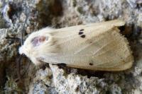 Spilarctia lutea