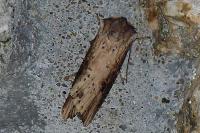 Axylia putris