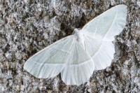 Campaea margaritaria