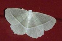 Campaea margaritaria