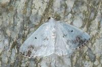 Lomographa temerata