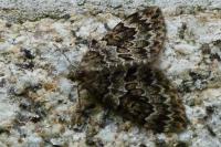 Thera britannica/variata
