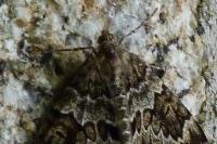 Thera britannica/variata