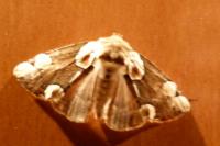 Thyatira batis