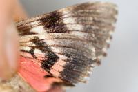 Catocala dilecta