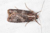 Agrotis catalaunensis