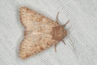 Luperina rubella