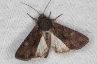 Mniotype solieri