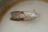 Aphomia sociella