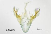 Schrankia costaestrigalis
