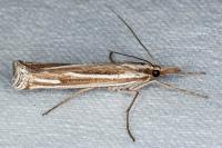 Ancylolomia tentaculella / disparalis