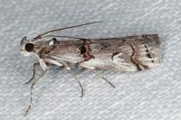 Pempelia palumbella