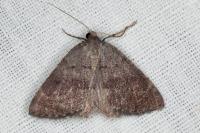 Pachycnemia tibiaria tibiaria