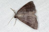 Pachycnemia tibiaria tibiaria