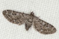 Eupithecia nanata