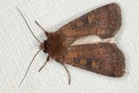 Xestia xanthographa