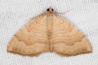 Camptogramma bilineata