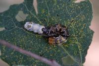 Acronicta alni