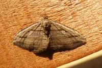 Costaconvexa polygrammata