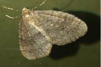 Operophtera brumata