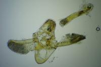 Phycitodes lacteella