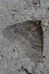 Operophtera brumata