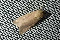 Mythimna unipuncta
