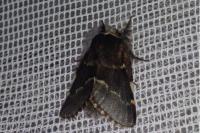 Poecilocampa populi populi