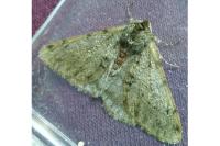 Phigalia pilosaria