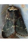 Poecilocampa populi populi