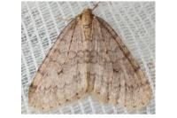 Operophtera brumata