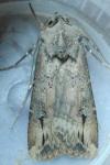 Agrotis ipsilon