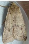Leptologia blidaensis