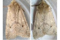 Leptologia blidaensis