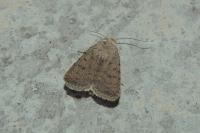Caradrina clavipalpis