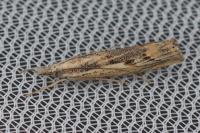 Agriphila geniculea