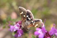 Eurrhypis guttulalis