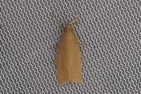 Chilo phragmitellus