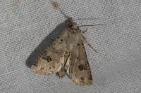 Anarta stigmosa atlantica